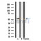 Western blot analysis of extracts from mouse muscle, using IP6K3 Antibody.