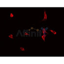 AF0344 staining 293 by IF/ICC. The sample were fixed with PFA and permeabilized in 0.1% Triton X-100,then blocked in 10% serum for 45 minutes at 25¡ãC. The primary antibody was diluted at 1/200 and incubated with the sample for 1 hour at 37¡ãC. An  Alexa Fluor 594 conjugated goat anti-rabbit IgG (H+L) Ab, diluted at 1/600, was used as the secondary antibod