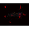 AF0344 staining 293 by IF/ICC. The sample were fixed with PFA and permeabilized in 0.1% Triton X-100,then blocked in 10% serum for 45 minutes at 25¡ãC. The primary antibody was diluted at 1/200 and incubated with the sample for 1 hour at 37¡ãC. An  Alexa Fluor 594 conjugated goat anti-rabbit IgG (H+L) Ab, diluted at 1/600, was used as the secondary antibod