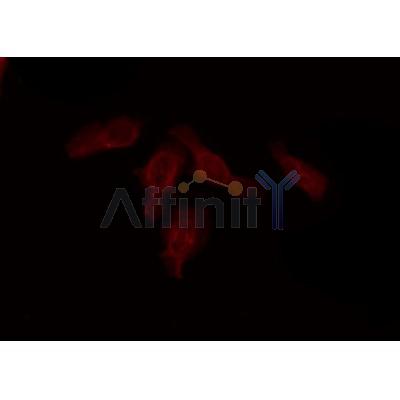 Western blot analysis of extracts from mouse brain, using ATF6B Antibody.