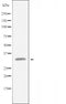 DF3416 staining  Hela cells by IF/ICC. The sample were fixed with PFA and permeabilized in 0.1% Triton X-100,then blocked in 10% serum for 45 minutes at 25¡ãC. The primary antibody was diluted at 1/200 and incubated with the sample for 1 hour at 37¡ãC. An  Alexa Fluor 594 conjugated goat anti-rabbit IgG (H+L) antibody(Cat.# S0006), diluted at 1/600, was used as secondary antibod