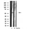 DF3417 staining  HeLa cells by IF/ICC. The sample were fixed with PFA and permeabilized in 0.1% Triton X-100,then blocked in 10% serum for 45 minutes at 25¡ãC. The primary antibody was diluted at 1/200 and incubated with the sample for 1 hour at 37¡ãC. An  Alexa Fluor 594 conjugated goat anti-rabbit IgG (H+L) antibody(Cat.# S0006), diluted at 1/600, was used as secondary antibod