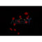 AF0345 staining HT29 by IF/ICC. The sample were fixed with PFA and permeabilized in 0.1% Triton X-100,then blocked in 10% serum for 45 minutes at 25¡ãC. The primary antibody was diluted at 1/200 and incubated with the sample for 1 hour at 37¡ãC. An  Alexa Fluor 594 conjugated goat anti-rabbit IgG (H+L) Ab, diluted at 1/600, was used as the secondary antibod