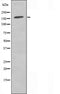 DF3421 staining 293 cells by IF/ICC. The sample were fixed with PFA and permeabilized in 0.1% Triton X-100,then blocked in 10% serum for 45 minutes at 25¡ãC. The primary antibody was diluted at 1/200 and incubated with the sample for 1 hour at 37¡ãC. An  Alexa Fluor 594 conjugated goat anti-rabbit IgG (H+L) antibody(Cat.