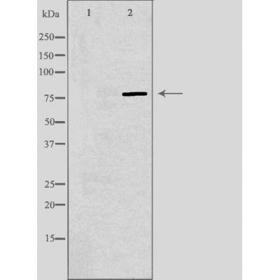 DF3441 staining Hela cells by IF/ICC. The sample were fixed with PFA and permeabilized in 0.1% Triton X-100,then blocked in 10% serum for 45 minutes at 25¡ãC. The primary antibody was diluted at 1/200 and incubated with the sample for 1 hour at 37¡ãC. An  Alexa Fluor 594 conjugated goat anti-rabbit IgG (H+L) antibody(Cat.# S0006), diluted at 1/600, was used as secondary antibod