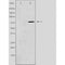 DF3441 staining Hela cells by IF/ICC. The sample were fixed with PFA and permeabilized in 0.1% Triton X-100,then blocked in 10% serum for 45 minutes at 25¡ãC. The primary antibody was diluted at 1/200 and incubated with the sample for 1 hour at 37¡ãC. An  Alexa Fluor 594 conjugated goat anti-rabbit IgG (H+L) antibody(Cat.# S0006), diluted at 1/600, was used as secondary antibod