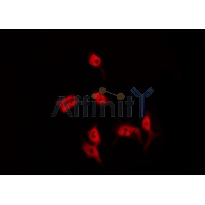 Western blot analysis of extracts from mouse brain, using BRMS1 Antibody. Lane 1 was treated with the antigen-specific peptide.