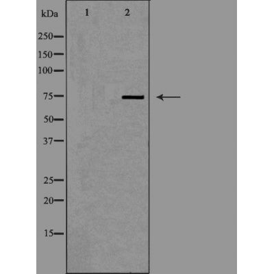 DF3443 staining  Hela cells by IF/ICC. The sample were fixed with PFA and permeabilized in 0.1% Triton X-100,then blocked in 10% serum for 45 minutes at 25¡ãC. The primary antibody was diluted at 1/200 and incubated with the sample for 1 hour at 37¡ãC. An  Alexa Fluor 594 conjugated goat anti-rabbit IgG (H+L) antibody(Cat.