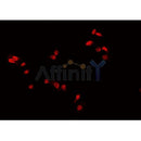 AF0346 staining 293? cells by IF/ICC. The sample were fixed with PFA and permeabilized in 0.1% Triton X-100,then blocked in 10% serum for 45 minutes at 25¡ãC. The primary antibody was diluted at 1/200 and incubated with the sample for 1 hour at 37¡ãC. An  Alexa Fluor 594 conjugated goat anti-rabbit IgG (H+L) antibody(Cat.