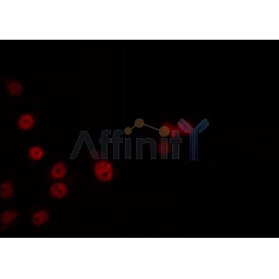 AF0346 staining 293 by IF/ICC. The sample were fixed with PFA and permeabilized in 0.1% Triton X-100,then blocked in 10% serum for 45 minutes at 25¡ãC. The primary antibody was diluted at 1/200 and incubated with the sample for 1 hour at 37¡ãC. An  Alexa Fluor 594 conjugated goat anti-rabbit IgG (H+L) Ab, diluted at 1/600, was used as the secondary antibod