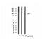 Western blot analysis of extracts from 293, using MED24 Antibody.