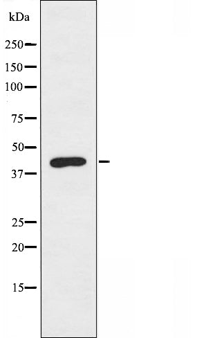DF3450 staining 293 cells by IF/ICC. The sample were fixed with PFA and permeabilized in 0.1% Triton X-100,then blocked in 10% serum for 45 minutes at 25¡ãC. The primary antibody was diluted at 1/200 and incubated with the sample for 1 hour at 37¡ãC. An  Alexa Fluor 594 conjugated goat anti-rabbit IgG (H+L) antibody(Cat.# S0006), diluted at 1/600, was used as secondary antibod