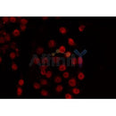 AF0347 staining COS7 by IF/ICC. The sample were fixed with PFA and permeabilized in 0.1% Triton X-100,then blocked in 10% serum for 45 minutes at 25¡ãC. The primary antibody was diluted at 1/200 and incubated with the sample for 1 hour at 37¡ãC. An  Alexa Fluor 594 conjugated goat anti-rabbit IgG (H+L) Ab, diluted at 1/600, was used as the secondary antibod