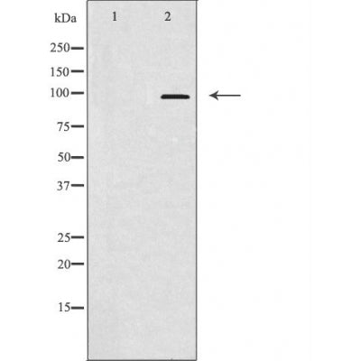 DF3459 at 1/100 staining Mouse spleen tissue by IHC-P. The sample was formaldehyde fixed and a heat mediated antigen retrieval step in citrate buffer was performed. The sample was then blocked and incubated with the antibody for 1.5 hours at 22¡ãC. An HRP conjugated goat anti-rabbit antibody was used as the secondary