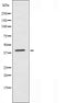 DF3463 staining Hela by IF/ICC. The sample were fixed with PFA and permeabilized in 0.1% Triton X-100,then blocked in 10% serum for 45 minutes at 25¡ãC. The primary antibody was diluted at 1/200 and incubated with the sample for 1 hour at 37¡ãC. An  Alexa Fluor 594 conjugated goat anti-rabbit IgG (H+L) Ab, diluted at 1/600, was used as the secondary antibod