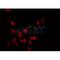 AF0348 staining HT29 by IF/ICC. The sample were fixed with PFA and permeabilized in 0.1% Triton X-100,then blocked in 10% serum for 45 minutes at 25¡ãC. The primary antibody was diluted at 1/200 and incubated with the sample for 1 hour at 37¡ãC. An  Alexa Fluor 594 conjugated goat anti-rabbit IgG (H+L) Ab, diluted at 1/600, was used as the secondary antibod