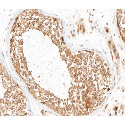 AF0214 at 1/100 staining human testis tissue sections by IHC-P. The tissue was   formaldehyde fixed and a heat mediated antigen retrieval step in citrate buffer was   performed. The tissue was then blocked and incubated with the antibody for 1.5 hours at 22  ¡ãC. An HRP conjugated goat anti-rabbit antibody was used as the secondary