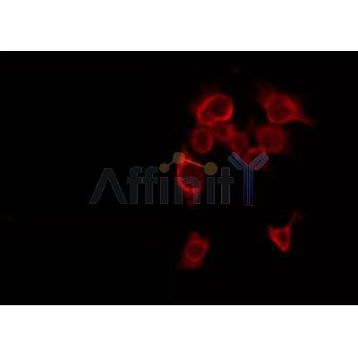 AF0214 staining HepG2 by IF/ICC. The sample were fixed with PFA and permeabilized in 0.1% Triton X-100,then blocked in 10% serum for 45 minutes at 25¡ãC. The primary antibody was diluted at 1/200 and incubated with the sample for 1 hour at 37¡ãC. An  Alexa Fluor 594 conjugated goat anti-rabbit IgG (H+L) Ab, diluted at 1/600, was used as the secondary antibod