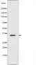 DF3469 staining  HeLa cells by IF/ICC. The sample were fixed with PFA and permeabilized in 0.1% Triton X-100,then blocked in 10% serum for 45 minutes at 25¡ãC. The primary antibody was diluted at 1/200 and incubated with the sample for 1 hour at 37¡ãC. An  Alexa Fluor 594 conjugated goat anti-rabbit IgG (H+L) antibody(Cat.# S0006), diluted at 1/600, was used as secondary antibod