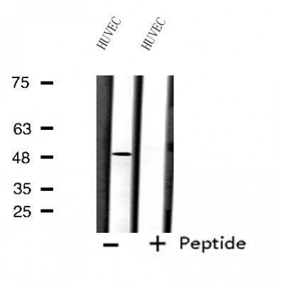 Western blot analysis of extracts from rat brain, using FOXD3 Antibody.
