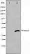 Western blot analysis on Jurkat cell lysate using MBD3 Antibody,The lane on the left is treated with the antigen-specific peptide.