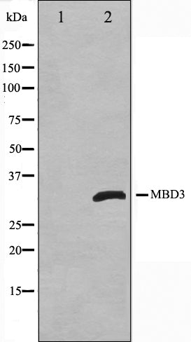 Western blot analysis on Jurkat cell lysate using MBD3 Antibody,The lane on the left is treated with the antigen-specific peptide.