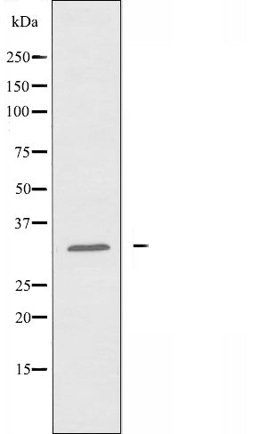 DF3480 staining Hela cells by IF/ICC. The sample were fixed with PFA and permeabilized in 0.1% Triton X-100,then blocked in 10% serum for 45 minutes at 25¡ãC. The primary antibody was diluted at 1/200 and incubated with the sample for 1 hour at 37¡ãC. An  Alexa Fluor 594 conjugated goat anti-rabbit IgG (H+L) antibody(Cat.