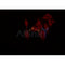 AF0354 staining HepG2 by IF/ICC. The sample were fixed with PFA and permeabilized in 0.1% Triton X-100,then blocked in 10% serum for 45 minutes at 25¡ãC. The primary antibody was diluted at 1/200 and incubated with the sample for 1 hour at 37¡ãC. An  Alexa Fluor 594 conjugated goat anti-rabbit IgG (H+L) Ab, diluted at 1/600, was used as the secondary antibod