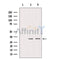 Western blot analysis of extracts from various samples, using PTTG1 Antibody.
 Lane 1: 293 treated with blocking peptide.
 Lane 2: 293;
 Lane 3: hela;
 