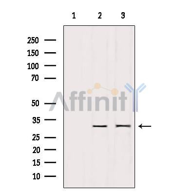 Western blot analysis of extracts from various samples, using PTTG1 Antibody.
 Lane 1: 293 treated with blocking peptide.
 Lane 2: 293;
 Lane 3: hela;
 