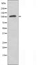 DF3486 staining HepG2 by IF/ICC. The sample were fixed with PFA and permeabilized in 0.1% Triton X-100,then blocked in 10% serum for 45 minutes at 25¡ãC. The primary antibody was diluted at 1/200 and incubated with the sample for 1 hour at 37¡ãC. An  Alexa Fluor 594 conjugated goat anti-rabbit IgG (H+L) Ab, diluted at 1/600, was used as the secondary antibod