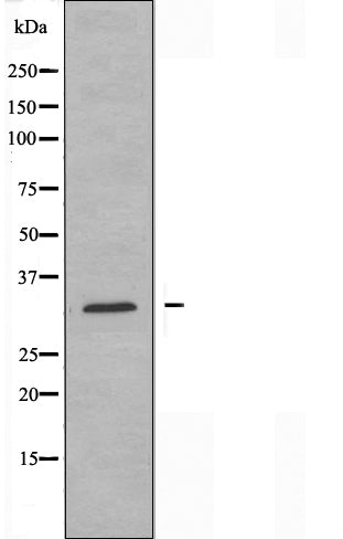 DF3488 staining HeLa cells by IF/ICC. The sample were fixed with PFA and permeabilized in 0.1% Triton X-100,then blocked in 10% serum for 45 minutes at 25¡ãC. The primary antibody was diluted at 1/200 and incubated with the sample for 1 hour at 37¡ãC. An  Alexa Fluor 594 conjugated goat anti-rabbit IgG (H+L) antibody(Cat.# S0006), diluted at 1/600, was used as secondary antibod