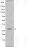 DF3490 staining  HepG2 cells by IF/ICC. The sample were fixed with PFA and permeabilized in 0.1% Triton X-100,then blocked in 10% serum for 45 minutes at 25¡ãC. The primary antibody was diluted at 1/200 and incubated with the sample for 1 hour at 37¡ãC. An  Alexa Fluor 594 conjugated goat anti-rabbit IgG (H+L) antibody(Cat.