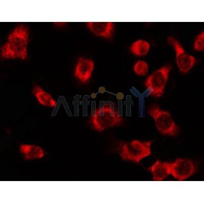 Western blot analysis of extracts from 293 and rat brain mouse lung, using 14-3-3 ? Antibody.