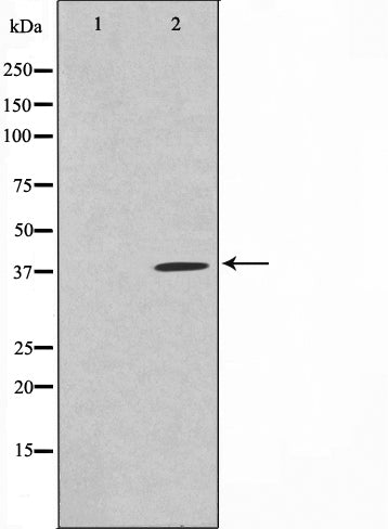 Western blot analysis on 293 cell lysate using MOS Antibody,The lane on the left is treated with the antigen-specific peptide.