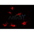 AF0355 staining 293 by IF/ICC. The sample were fixed with PFA and permeabilized in 0.1% Triton X-100,then blocked in 10% serum for 45 minutes at 25¡ãC. The primary antibody was diluted at 1/200 and incubated with the sample for 1 hour at 37¡ãC. An  Alexa Fluor 594 conjugated goat anti-rabbit IgG (H+L) Ab, diluted at 1/600, was used as the secondary antibod