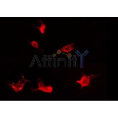 AF0355 staining 293 by IF/ICC. The sample were fixed with PFA and permeabilized in 0.1% Triton X-100,then blocked in 10% serum for 45 minutes at 25¡ãC. The primary antibody was diluted at 1/200 and incubated with the sample for 1 hour at 37¡ãC. An  Alexa Fluor 594 conjugated goat anti-rabbit IgG (H+L) Ab, diluted at 1/600, was used as the secondary antibod