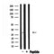 DF3495 staining  NIH-3T3 cells by IF/ICC. The sample were fixed with PFA and permeabilized in 0.1% Triton X-100,then blocked in 10% serum for 45 minutes at 25¡ãC. The primary antibody was diluted at 1/200 and incubated with the sample for 1 hour at 37¡ãC. An  Alexa Fluor 594 conjugated goat anti-rabbit IgG (H+L) antibody(Cat.