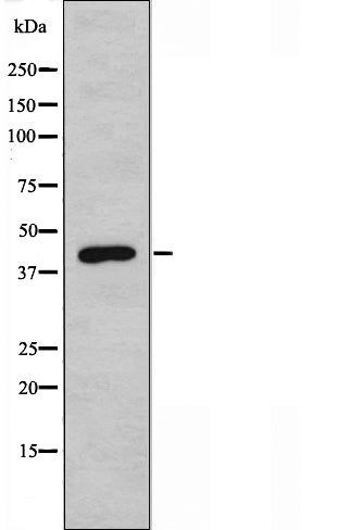 DF3496 staining HepG2 by IF/ICC. The sample were fixed with PFA and permeabilized in 0.1% Triton X-100,then blocked in 10% serum for 45 minutes at 25¡ãC. The primary antibody was diluted at 1/200 and incubated with the sample for 1 hour at 37¡ãC. An  Alexa Fluor 594 conjugated goat anti-rabbit IgG (H+L) Ab, diluted at 1/600, was used as the secondary antibod