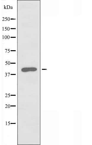 DF3498 staining HeLa by IF/ICC. The sample were fixed with PFA and permeabilized in 0.1% Triton X-100,then blocked in 10% serum for 45 minutes at 25¡ãC. The primary antibody was diluted at 1/200 and incubated with the sample for 1 hour at 37¡ãC. An  Alexa Fluor 594 conjugated goat anti-rabbit IgG (H+L) Ab, diluted at 1/600, was used as the secondary antibod