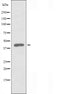 DF3498 staining HeLa by IF/ICC. The sample were fixed with PFA and permeabilized in 0.1% Triton X-100,then blocked in 10% serum for 45 minutes at 25¡ãC. The primary antibody was diluted at 1/200 and incubated with the sample for 1 hour at 37¡ãC. An  Alexa Fluor 594 conjugated goat anti-rabbit IgG (H+L) Ab, diluted at 1/600, was used as the secondary antibod