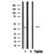 Western blot analysis of extracts from Hela,HepG2,rat brain, using 5-HT-1F Antibody.