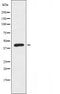 DF3503 staining  293 cells by IF/ICC. The sample were fixed with PFA and permeabilized in 0.1% Triton X-100,then blocked in 10% serum for 45 minutes at 25¡ãC. The primary antibody was diluted at 1/200 and incubated with the sample for 1 hour at 37¡ãC. An  Alexa Fluor 594 conjugated goat anti-rabbit IgG (H+L) antibody(Cat.# S0006), diluted at 1/600, was used as secondary antibod