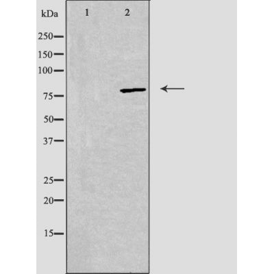 DF3509 staining 293 cells by IF/ICC. The sample were fixed with PFA and permeabilized in 0.1% Triton X-100,then blocked in 10% serum for 45 minutes at 25¡ãC. The primary antibody was diluted at 1/200 and incubated with the sample for 1 hour at 37¡ãC. An  Alexa Fluor 594 conjugated goat anti-rabbit IgG (H+L) antibody(Cat.