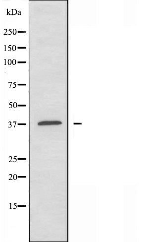 DF3513 staining HT29 cells by IF/ICC. The sample were fixed with PFA and permeabilized in 0.1% Triton X-100,then blocked in 10% serum for 45 minutes at 25¡ãC. The primary antibody was diluted at 1/200 and incubated with the sample for 1 hour at 37¡ãC. An  Alexa Fluor 594 conjugated goat anti-rabbit IgG (H+L) antibody(Cat.# S0006), diluted at 1/600, was used as secondary antibod