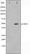 Western blot analysis on 293 cell lysate using MYC Antibody,The lane on the left is treated with the antigen-specific peptide.
