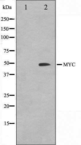 Western blot analysis on 293 cell lysate using MYC Antibody,The lane on the left is treated with the antigen-specific peptide.
