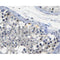 c-MYC Antibody
