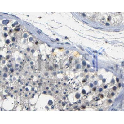c-MYC Antibody
