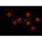 AF0358 staining 293 by IF/ICC. The sample were fixed with PFA and permeabilized in 0.1% Triton X-100,then blocked in 10% serum for 45 minutes at 25¡ãC. The primary antibody was diluted at 1/200 and incubated with the sample for 1 hour at 37¡ãC. An  Alexa Fluor 594 conjugated goat anti-rabbit IgG (H+L) Ab, diluted at 1/600, was used as the secondary antibod